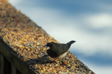 Siyah gözlü bir Junco, tohumlarla kaplı tahta bir tahtanın üzerinde sola dönük duruyor. Koyu gri tüyleri sarı ve beyaz arka planla çelişiyor. Kuşun gagası hafifçe açık.