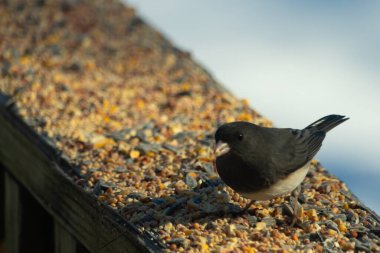 Siyah gözlü bir Junco, tohumlarla kaplı tahta bir tahtanın üzerinde sola dönük duruyor. Koyu gri tüyleri sarı ve beyaz arka planla çelişiyor. Kuşun gagası hafifçe açık.