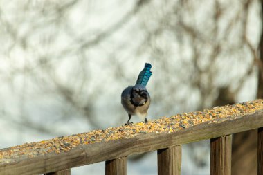 Güzel mavi alakarga yemek için ahşap korkuluklara geliyor. Bu kuşun her tarafında kuş yemi var. Corvids kuyruk tüyleri güneşten parlıyor gibi görünüyor..