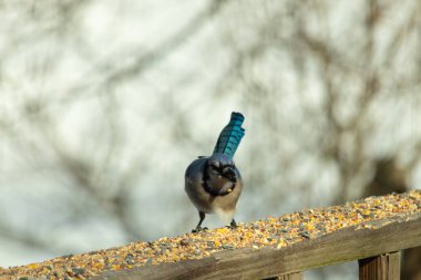 Güzel mavi alakarga yemek için ahşap korkuluklara geliyor. Bu kuşun her tarafında kuş yemi var. Corvids kuyruk tüyleri güneşten parlıyor gibi görünüyor..