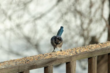Güzel mavi alakarga yemek için ahşap korkuluklara geliyor. Bu kuşun her tarafında kuş yemi var. Corvids kuyruk tüyleri güneşten parlıyor gibi görünüyor..