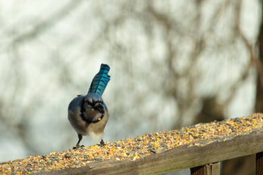 Güzel mavi alakarga yemek için ahşap korkuluklara geliyor. Bu kuşun her tarafında kuş yemi var. Corvids kuyruk tüyleri güneşten parlıyor gibi görünüyor..