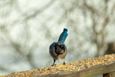 Güzel mavi alakarga yemek için ahşap korkuluklara geliyor. Bu kuşun her tarafında kuş yemi var. Corvids kuyruk tüyleri güneşten parlıyor gibi görünüyor..