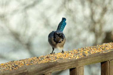 Güzel mavi alakarga yemek için ahşap korkuluklara geliyor. Bu kuşun her tarafında kuş yemi var. Corvids kuyruk tüyleri güneşten parlıyor gibi görünüyor..