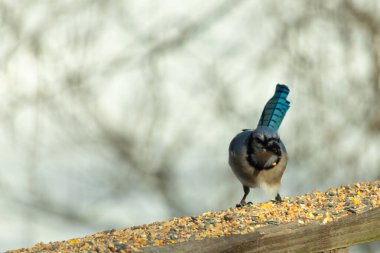 Güzel mavi alakarga yemek için ahşap korkuluklara geliyor. Bu kuşun her tarafında kuş yemi var. Corvids kuyruk tüyleri güneşten parlıyor gibi görünüyor..