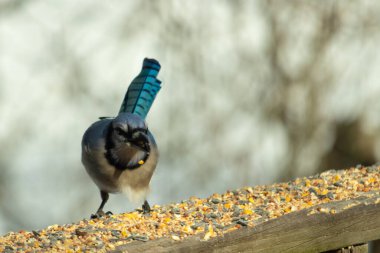 Güzel mavi alakarga yemek için ahşap korkuluklara geliyor. Bu kuşun her tarafında kuş yemi var. Corvids kuyruk tüyleri güneşten parlıyor gibi görünüyor..
