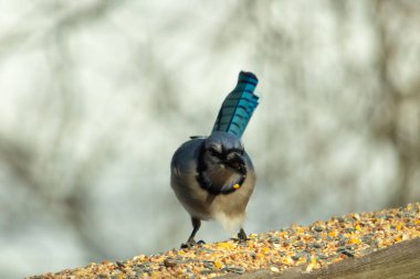 Güzel mavi alakarga yemek için ahşap korkuluklara geliyor. Bu kuşun her tarafında kuş yemi var. Corvids kuyruk tüyleri güneşten parlıyor gibi görünüyor..