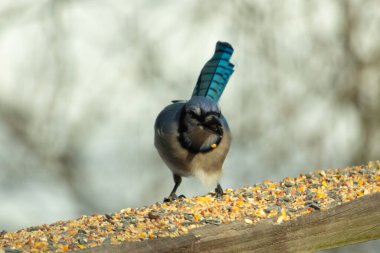 Güzel mavi alakarga yemek için ahşap korkuluklara geliyor. Bu kuşun her tarafında kuş yemi var. Corvids kuyruk tüyleri güneşten parlıyor gibi görünüyor..