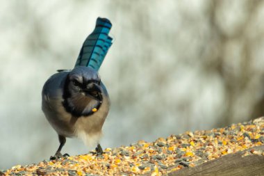 Güzel mavi alakarga yemek için ahşap korkuluklara geliyor. Bu kuşun her tarafında kuş yemi var. Corvids kuyruk tüyleri güneşten parlıyor gibi görünüyor..