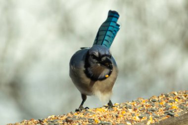 Güzel mavi alakarga yemek için ahşap korkuluklara geliyor. Bu kuşun her tarafında kuş yemi var. Corvids kuyruk tüyleri güneşten parlıyor gibi görünüyor..