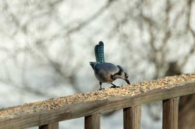 Güzel mavi alakarga yemek için ahşap korkuluklara geliyor. Bu kuşun her tarafında kuş yemi var. Corvids kuyruk tüyleri güneşten parlıyor gibi görünüyor..