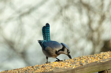 Güzel mavi alakarga yemek için ahşap korkuluklara geliyor. Bu kuşun her tarafında kuş yemi var. Corvids kuyruk tüyleri güneşten parlıyor gibi görünüyor..
