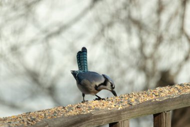 Güzel mavi alakarga yemek için ahşap korkuluklara geliyor. Bu kuşun her tarafında kuş yemi var. Corvids kuyruk tüyleri güneşten parlıyor gibi görünüyor..