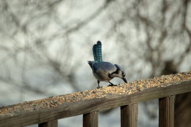 Güzel mavi alakarga yemek için ahşap korkuluklara geliyor. Bu kuşun her tarafında kuş yemi var. Corvids kuyruk tüyleri güneşten parlıyor gibi görünüyor..
