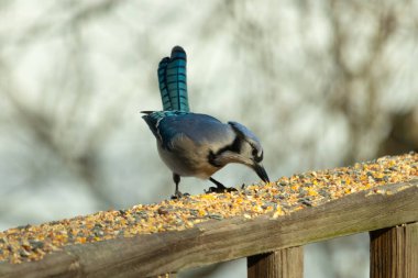 Güzel mavi alakarga yemek için ahşap korkuluklara geliyor. Bu kuşun her tarafında kuş yemi var. Corvids kuyruk tüyleri güneşten parlıyor gibi görünüyor..