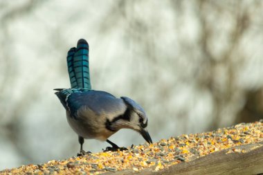 Güzel mavi alakarga yemek için ahşap korkuluklara geliyor. Bu kuşun her tarafında kuş yemi var. Corvids kuyruk tüyleri güneşten parlıyor gibi görünüyor..