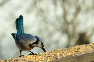 Güzel mavi alakarga yemek için ahşap korkuluklara geliyor. Bu kuşun her tarafında kuş yemi var. Corvids kuyruk tüyleri güneşten parlıyor gibi görünüyor..