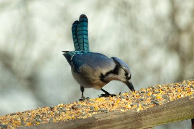 Güzel mavi alakarga yemek için ahşap korkuluklara geliyor. Bu kuşun her tarafında kuş yemi var. Corvids kuyruk tüyleri güneşten parlıyor gibi görünüyor..