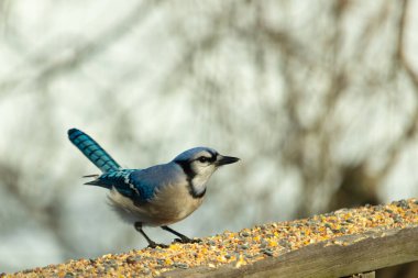Güzel mavi alakarga yemek için ahşap korkuluklara geliyor. Bu kuşun her tarafında kuş yemi var. Corvids kuyruk tüyleri güneşten parlıyor gibi görünüyor..