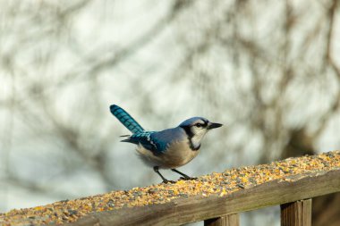 Güzel mavi alakarga yemek için ahşap korkuluklara geliyor. Bu kuşun her tarafında kuş yemi var. Corvids kuyruk tüyleri güneşten parlıyor gibi görünüyor..