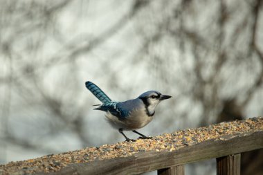 Güzel mavi alakarga yemek için ahşap korkuluklara geliyor. Bu kuşun her tarafında kuş yemi var. Corvids kuyruk tüyleri güneşten parlıyor gibi görünüyor..