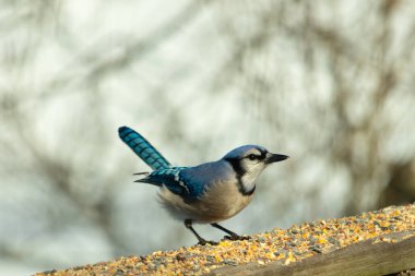 Bu güzel mavi karga ahşap korkuluklara doğru geldi. Kuşyemi bu kuşun her yerinde. Bu renkli kuşları beyaz, siyah ve mavi tüyleriyle izlemek çok güzel..
