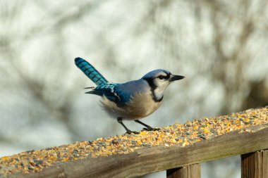 Bu güzel mavi karga ahşap korkuluklara doğru geldi. Kuşyemi bu kuşun her yerinde. Bu renkli kuşları beyaz, siyah ve mavi tüyleriyle izlemek çok güzel..