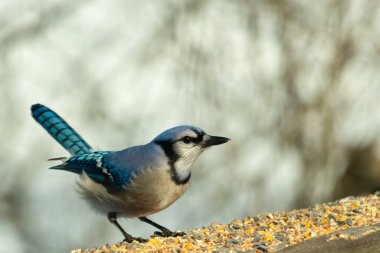 Bu güzel mavi karga ahşap korkuluklara doğru geldi. Kuşyemi bu kuşun her yerinde. Bu renkli kuşları beyaz, siyah ve mavi tüyleriyle izlemek çok güzel..
