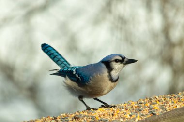 Güzel mavi alakarga yemek için ahşap korkuluklara geliyor. Bu kuşun her tarafında kuş yemi var. Corvids kuyruk tüyleri güneşten parlıyor gibi görünüyor..