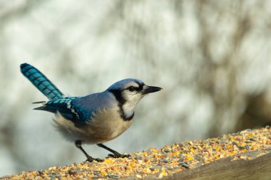 Bu güzel mavi karga ahşap korkuluklara doğru geldi. Kuşyemi bu kuşun her yerinde. Bu renkli kuşları beyaz, siyah ve mavi tüyleriyle izlemek çok güzel..