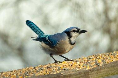 Bu güzel mavi karga ahşap korkuluklara doğru geldi. Kuşyemi bu kuşun her yerinde. Bu renkli kuşları beyaz, siyah ve mavi tüyleriyle izlemek çok güzel..