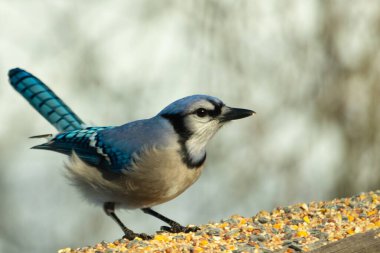 Bu güzel mavi karga ahşap korkuluklara doğru geldi. Kuşyemi bu kuşun her yerinde. Bu renkli kuşları beyaz, siyah ve mavi tüyleriyle izlemek çok güzel..