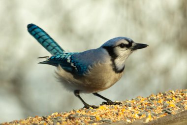 Bu güzel mavi karga ahşap korkuluklara doğru geldi. Kuşyemi bu kuşun her yerinde. Bu renkli kuşları beyaz, siyah ve mavi tüyleriyle izlemek çok güzel..