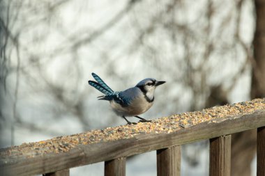 Bu güzel mavi karga ahşap korkuluklara doğru geldi. Kuşyemi bu kuşun her yerinde. Bu renkli kuşları beyaz, siyah ve mavi tüyleriyle izlemek çok güzel..