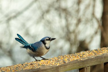 Bu güzel mavi karga ahşap korkuluklara doğru geldi. Kuşyemi bu kuşun her yerinde. Bu renkli kuşları beyaz, siyah ve mavi tüyleriyle izlemek çok güzel..