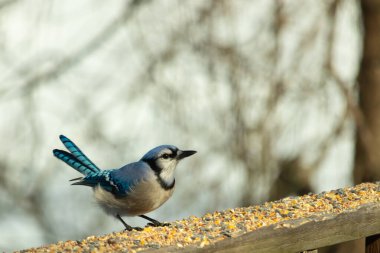 Bu güzel mavi karga ahşap korkuluklara doğru geldi. Kuşyemi bu kuşun her yerinde. Bu renkli kuşları beyaz, siyah ve mavi tüyleriyle izlemek çok güzel..