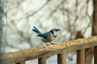Bu güzel mavi karga ahşap korkuluklara doğru geldi. Kuşyemi bu kuşun her yerinde. Bu renkli kuşları beyaz, siyah ve mavi tüyleriyle izlemek çok güzel..