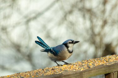 Bu güzel mavi karga ahşap korkuluklara doğru geldi. Kuşyemi bu kuşun her yerinde. Bu renkli kuşları beyaz, siyah ve mavi tüyleriyle izlemek çok güzel..