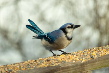 Bu güzel mavi karga ahşap korkuluklara doğru geldi. Kuşyemi bu kuşun her yerinde. Bu renkli kuşları beyaz, siyah ve mavi tüyleriyle izlemek çok güzel..
