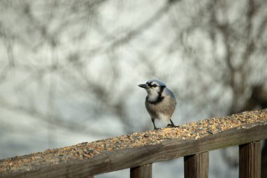 Bu güzel mavi karga ahşap korkuluklara doğru geldi. Kuşyemi bu kuşun her yerinde. Bu renkli kuşları beyaz, siyah ve mavi tüyleriyle izlemek çok güzel..