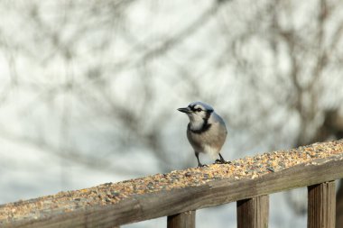 Bu güzel mavi karga ahşap korkuluklara doğru geldi. Kuşyemi bu kuşun her yerinde. Bu renkli kuşları beyaz, siyah ve mavi tüyleriyle izlemek çok güzel..