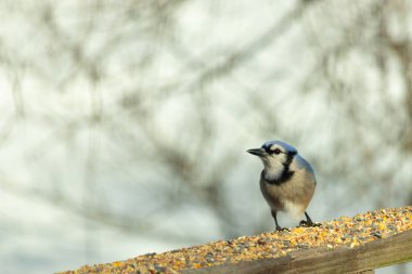 Bu güzel mavi karga ahşap korkuluklara doğru geldi. Kuşyemi bu kuşun her yerinde. Bu renkli kuşları beyaz, siyah ve mavi tüyleriyle izlemek çok güzel..