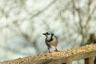 Bu güzel mavi karga ahşap korkuluklara doğru geldi. Kuşyemi bu kuşun her yerinde. Bu renkli kuşları beyaz, siyah ve mavi tüyleriyle izlemek çok güzel..