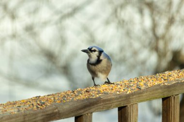 Bu güzel mavi karga ahşap korkuluklara doğru geldi. Kuşyemi bu kuşun her yerinde. Bu renkli kuşları beyaz, siyah ve mavi tüyleriyle izlemek çok güzel..