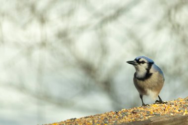 Bu güzel mavi karga ahşap korkuluklara doğru geldi. Kuşyemi bu kuşun her yerinde. Bu renkli kuşları beyaz, siyah ve mavi tüyleriyle izlemek çok güzel..