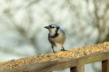 Bu güzel mavi karga ahşap korkuluklara doğru geldi. Kuşyemi bu kuşun her yerinde. Bu renkli kuşları beyaz, siyah ve mavi tüyleriyle izlemek çok güzel..