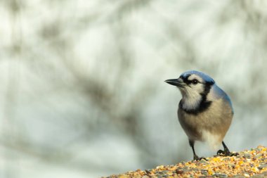 Bu güzel mavi karga ahşap korkuluklara doğru geldi. Kuşyemi bu kuşun her yerinde. Bu renkli kuşları beyaz, siyah ve mavi tüyleriyle izlemek çok güzel..