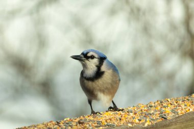 Bu güzel mavi karga ahşap korkuluklara doğru geldi. Kuşyemi bu kuşun her yerinde. Bu renkli kuşları beyaz, siyah ve mavi tüyleriyle izlemek çok güzel..