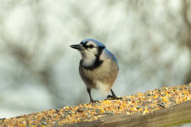 Bu güzel mavi karga ahşap korkuluklara doğru geldi. Kuşyemi bu kuşun her yerinde. Bu renkli kuşları beyaz, siyah ve mavi tüyleriyle izlemek çok güzel..