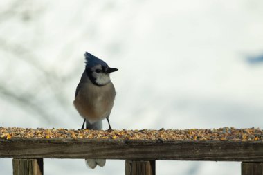 Bu güzel mavi karga ahşap korkuluklara doğru geldi. Kuşyemi bu kuşun her yerinde. Bu renkli kuşları beyaz, siyah ve mavi tüyleriyle izlemek çok güzel..